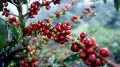 Siemens elettrodomestici - Coffee World - Pianta di caffè