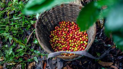 西门子Coffeeworld——生咖啡豆
